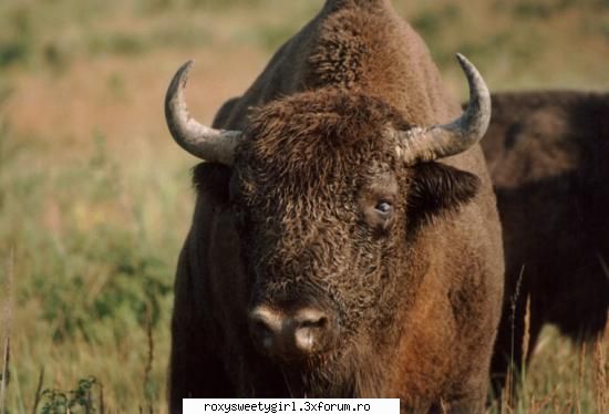 Animale disparute sau pe cale de disparitie - In timp datorita influentei omului in natura si - Animale