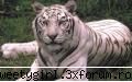 Despre animale - FISA DE IDENTIFICARE A TIGRULUI SIBERIAN Nume - Animale