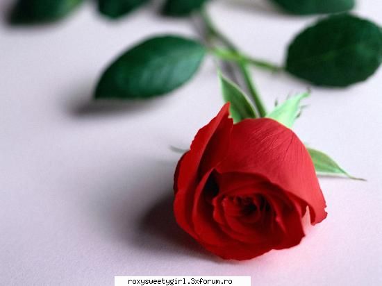 Florile - Pe langa faptul ca reprezinta feminitatea,florile - Flori